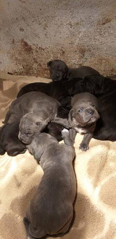 Cane-corso-