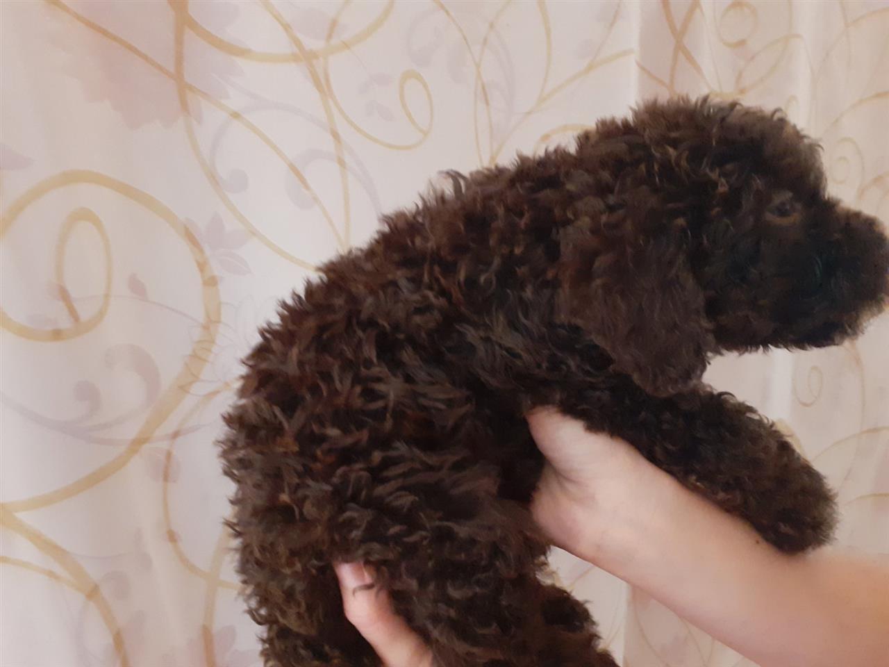 Lagotto-PRELEPI-