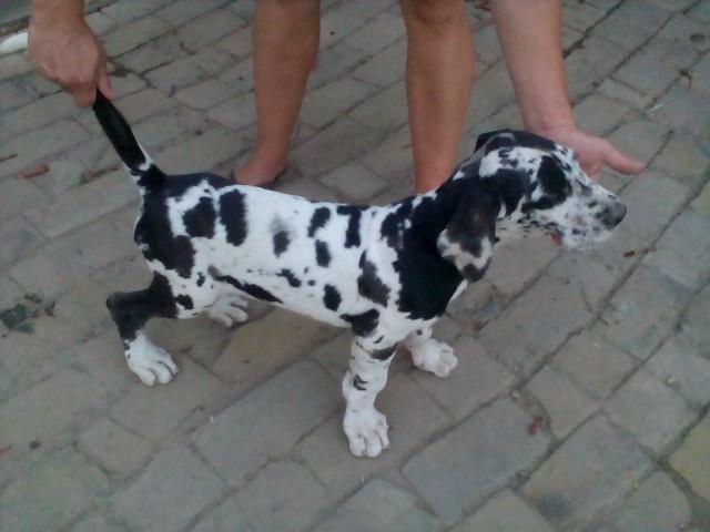 Nemacka-doga-stenad