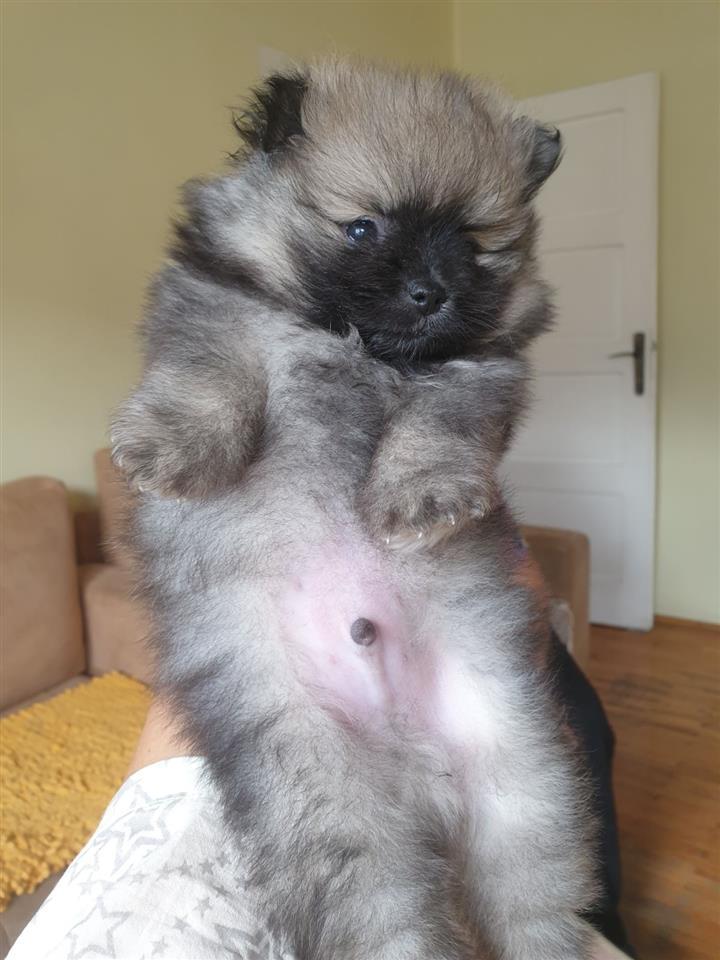 Pomeranski-Spic