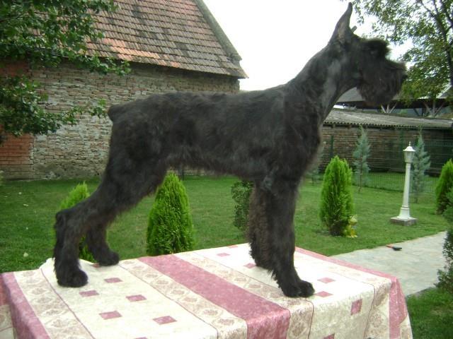VELIKI-SNAUCER-STENAD