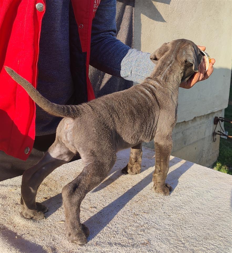 Cane-Corso