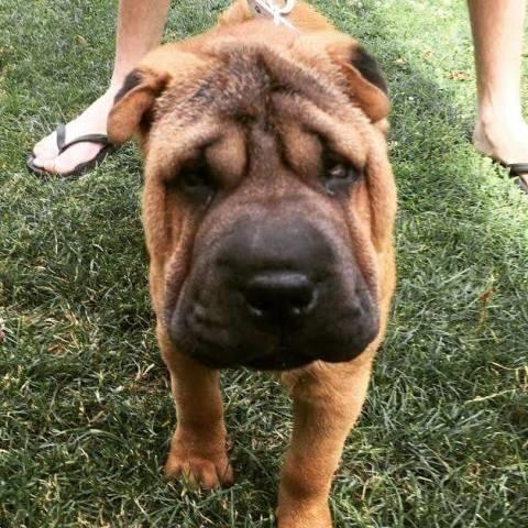Shar-Pei-zenka