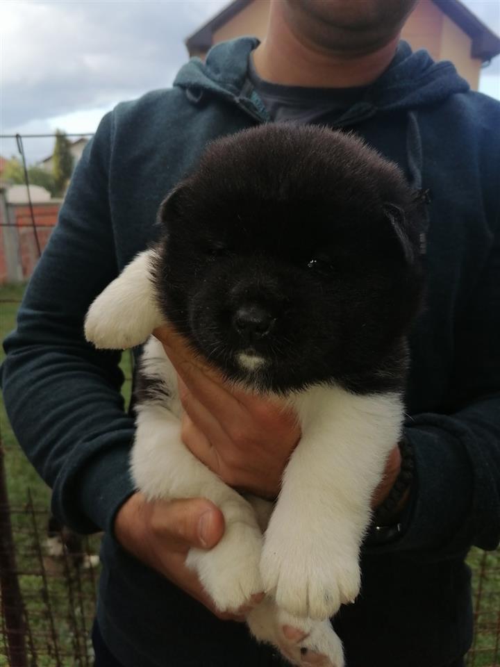 Američka-Akita-štenci