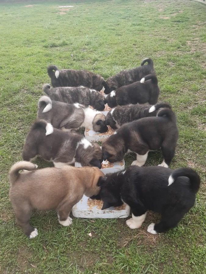 Americka-akita
