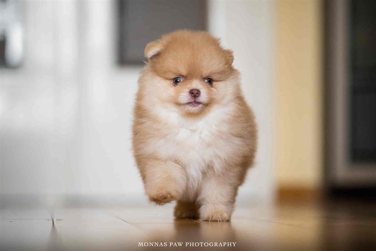 Pomeranac-Boo-štenci