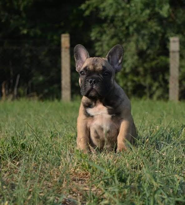 Francuski-buldog