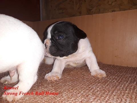 Francuski-buldog-stenci-