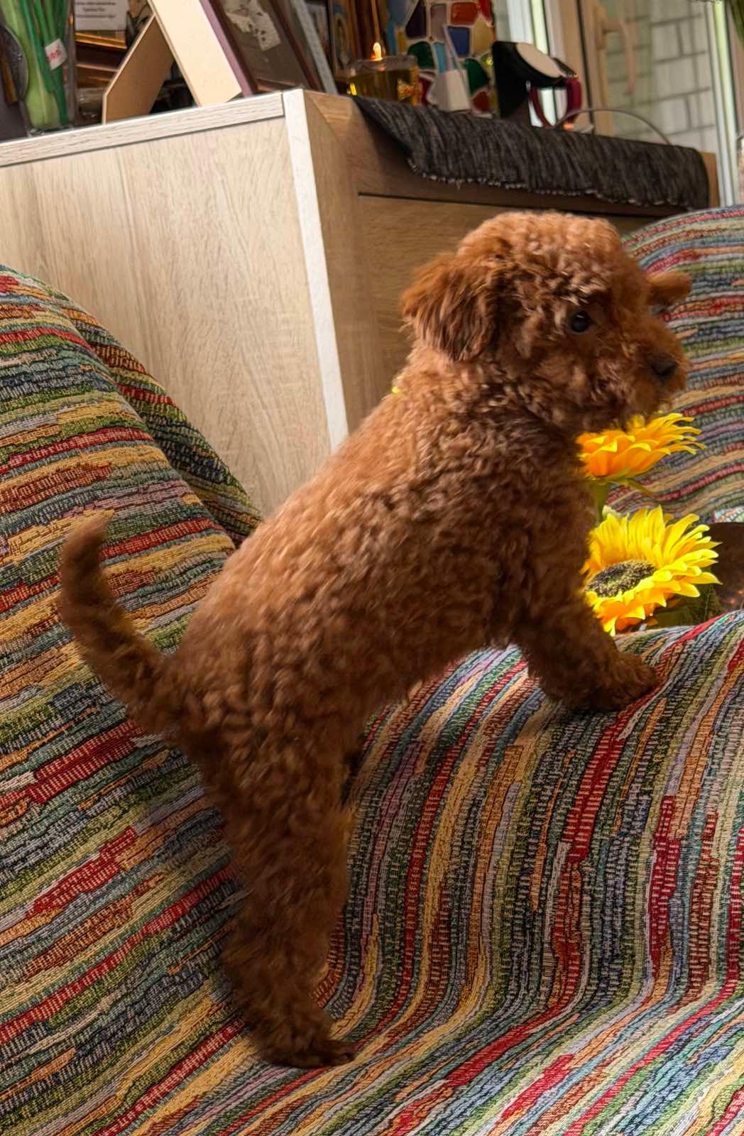 Toy-Pudla-prelepi-štenci