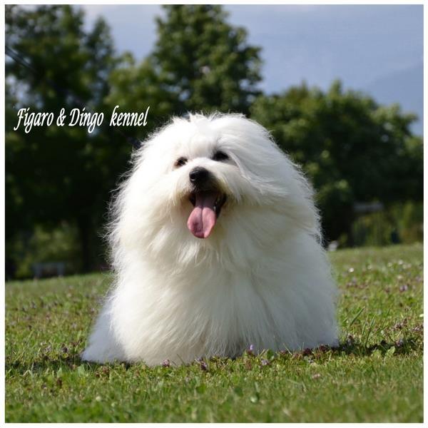 Cotton-de-Tulear