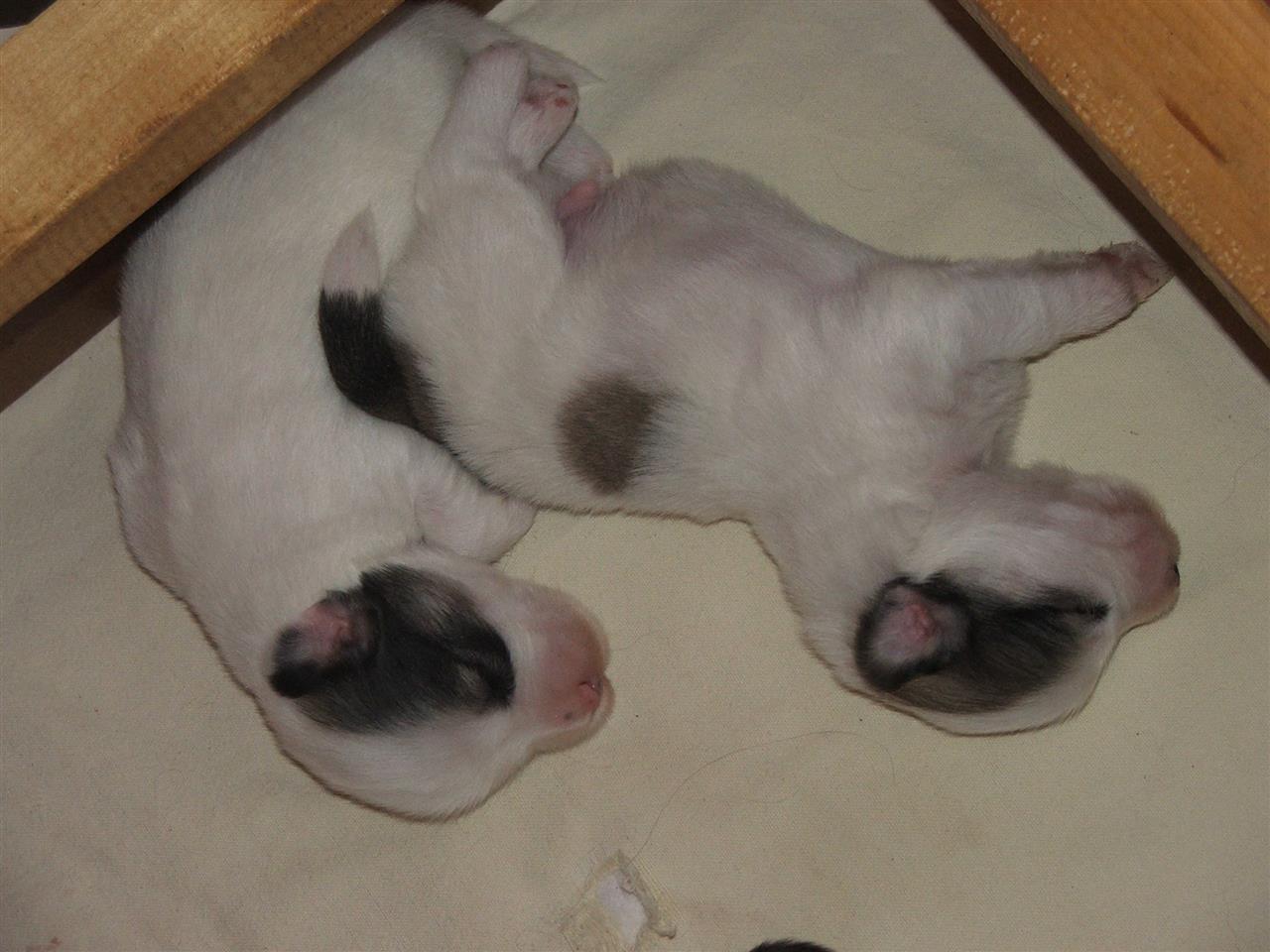 coton-de-tulear-štenci
