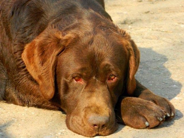 Labrador-retriver-kvalitetna-stenad