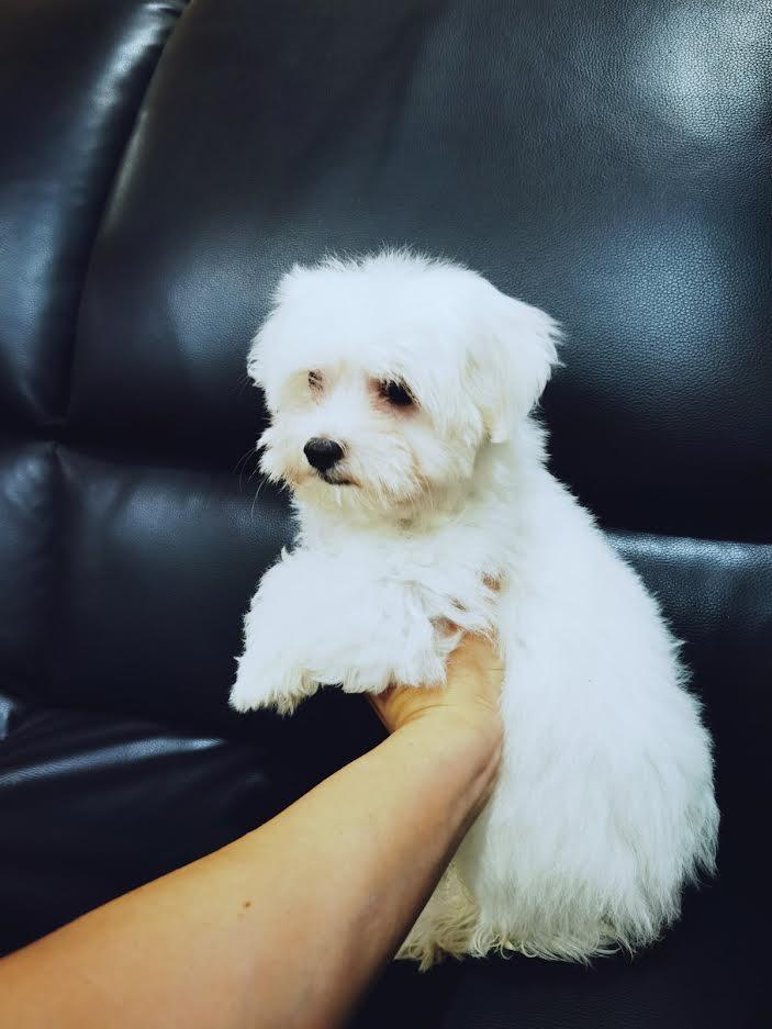 Mini-maltezer