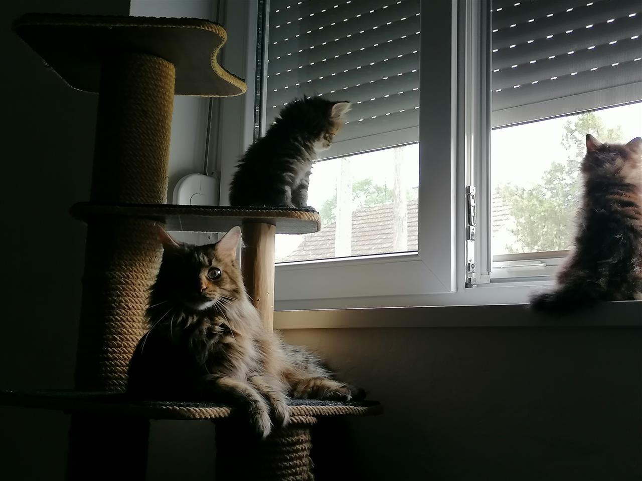 Maine-coon-
