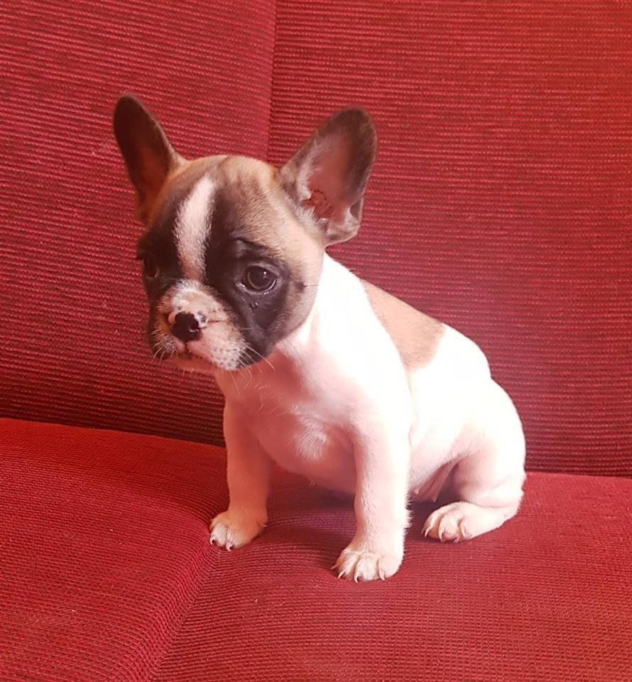 francuski-buldog