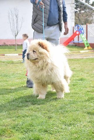 CHOW-CHOW-CAU-CAU