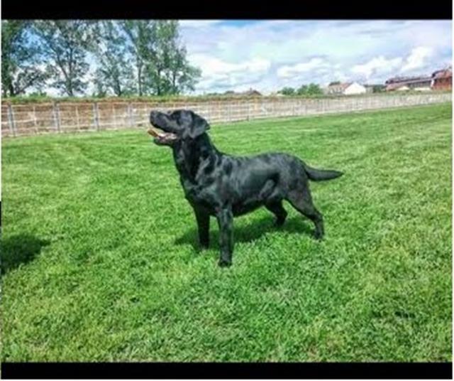 Labrador-Retriver-štenci-