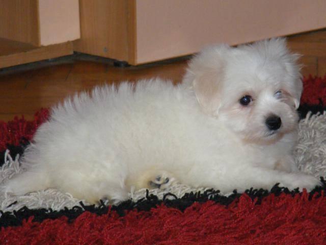 Coton-de-Tulear