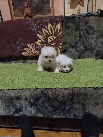 Maltipom