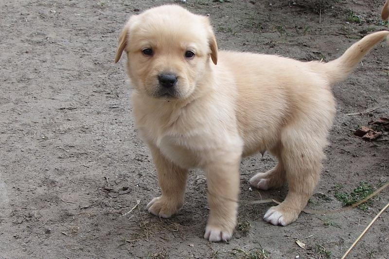 Labrador-retriver-stenad