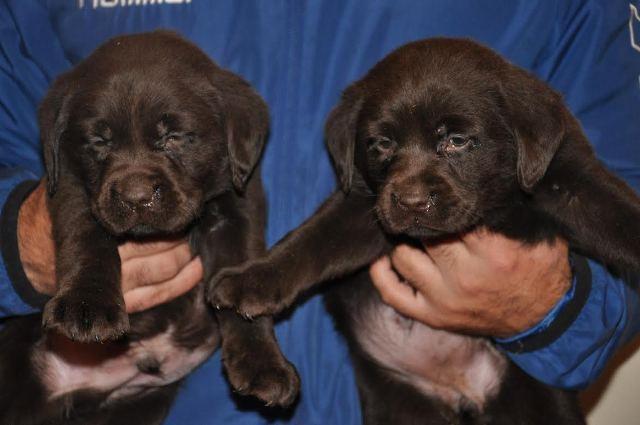 Labrador Retriver, cokoladni stenci