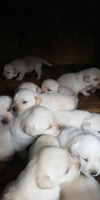 Labrador-retriver-stenci-