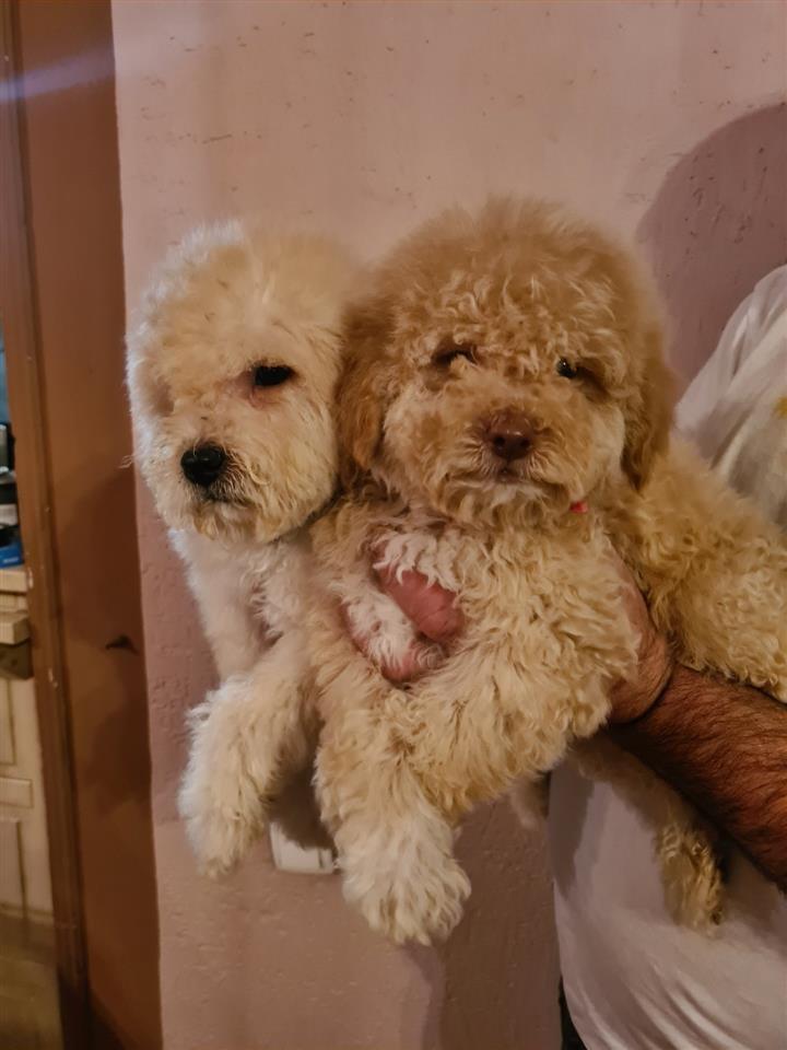 Labradoodle-štenci