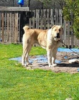 Hitno