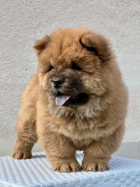 Cau-Cau--Chow-Chow--stenci