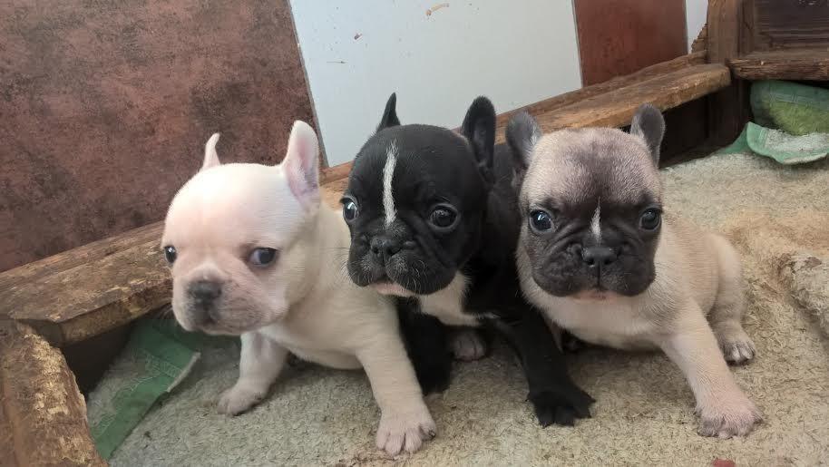 Francuski-Buldog-Od-kuce-Don