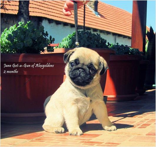 Mops štenci