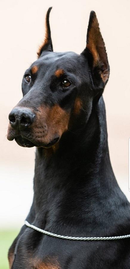 Doberman-mlada-zenka