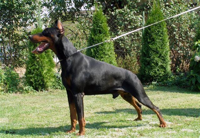 Doberman-na-prodai