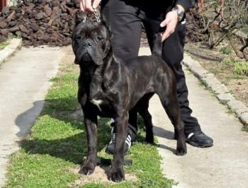Cane-corso--sivi-stenci