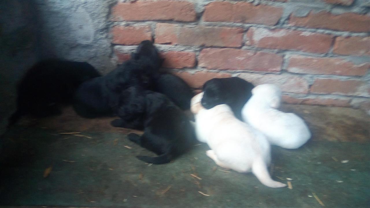 Prodajem-stene-labradori