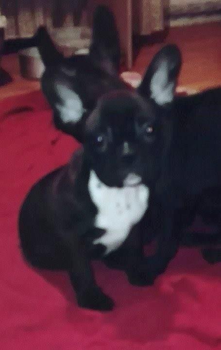 Francuski-buldog