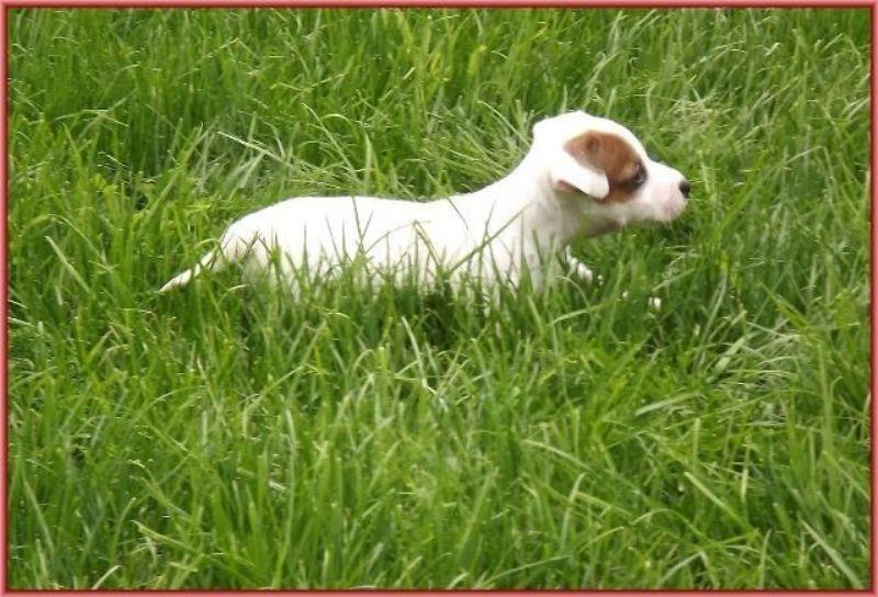 Jack-Russell-terrier-štenci--