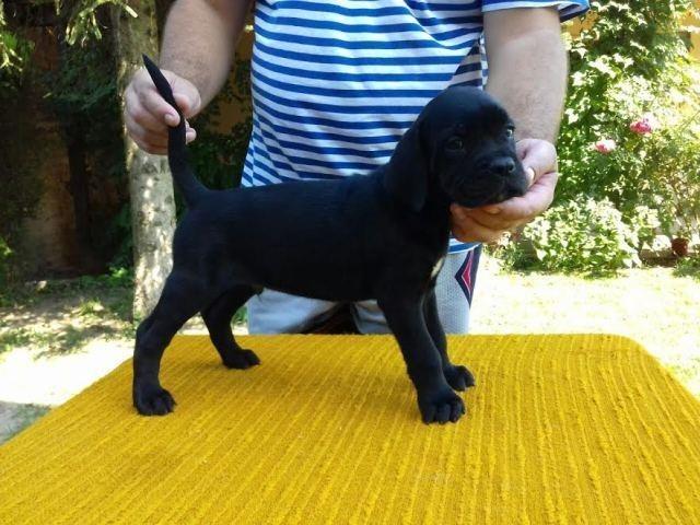 CANE-CORSO-štenci-