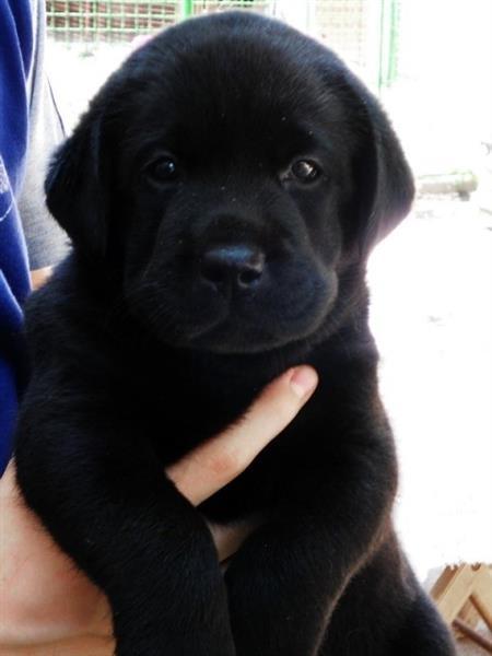 Labrador-stenci