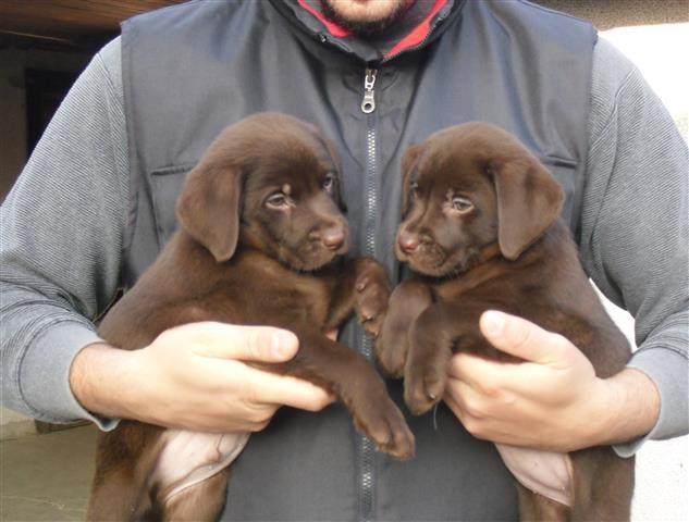 Cokoladni-stenci-labrador-retrivera