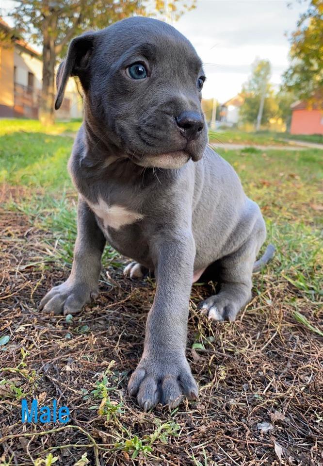 American-Pit-Bull-Terrier--Blueline---Lilac-