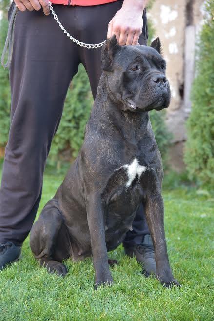 Stenci-CANE-CORSO