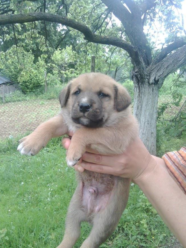 Malinoa-labrador-mešanci