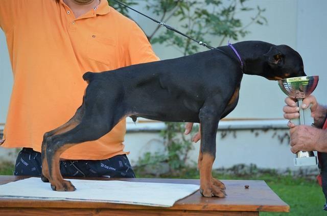 Doberman-stenci-