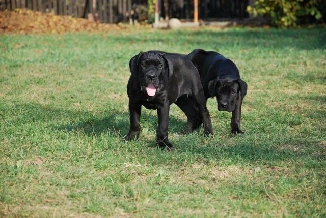 -Cane-Corso-štenci