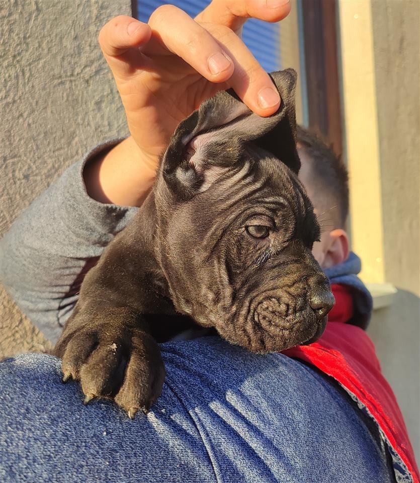 Cane-Corso