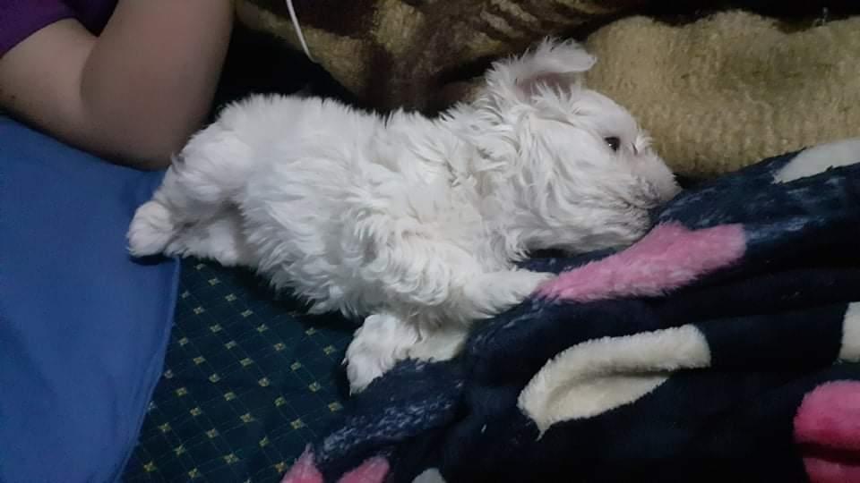 Maltezer