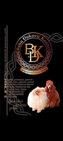 Maltipoo-stenci-