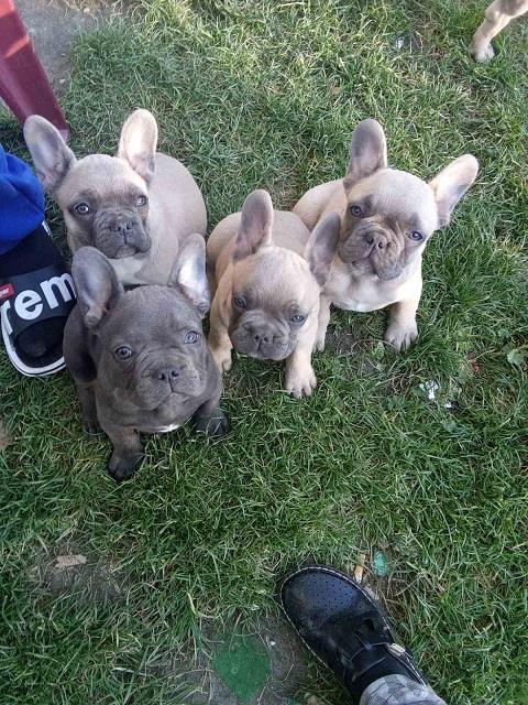 Francuski-buldog-stenci
