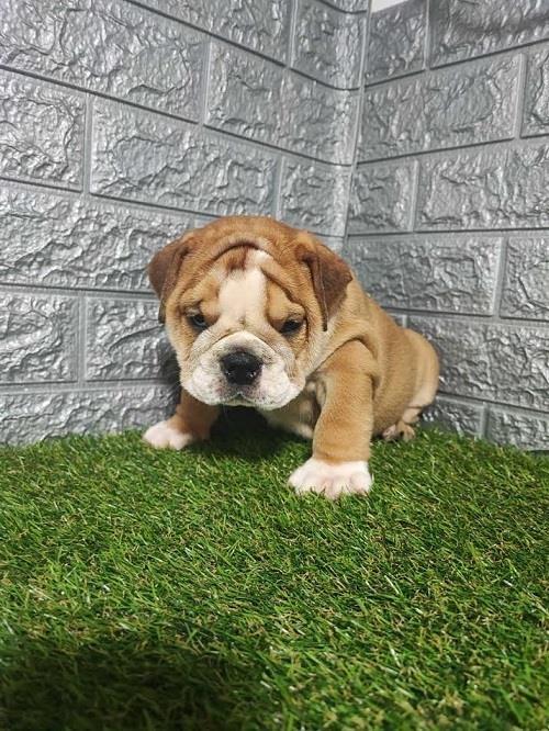 Engleski-buldog